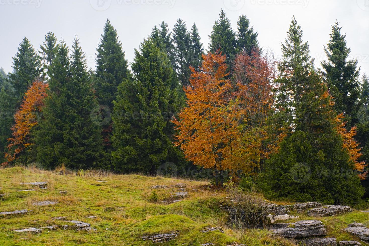 Autumn trees and rocks photo