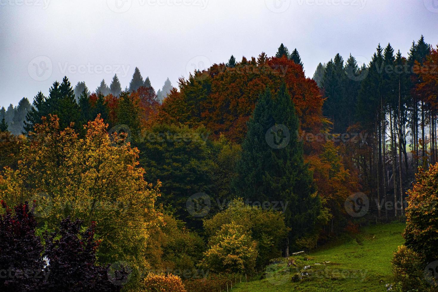 bosque de arboles de otoño foto