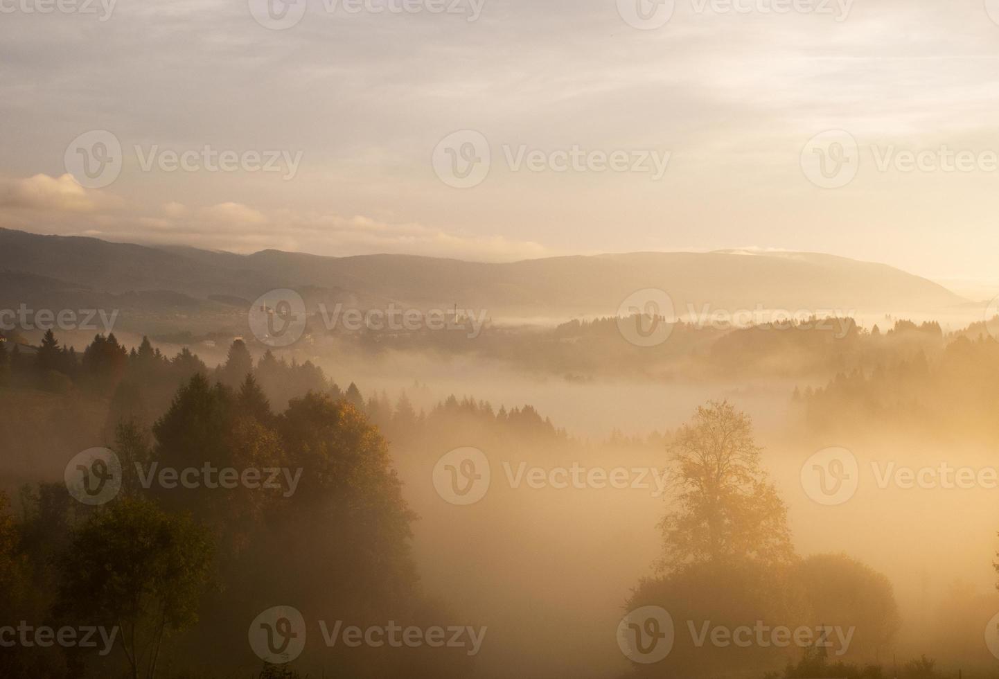 Trees covered in fog photo