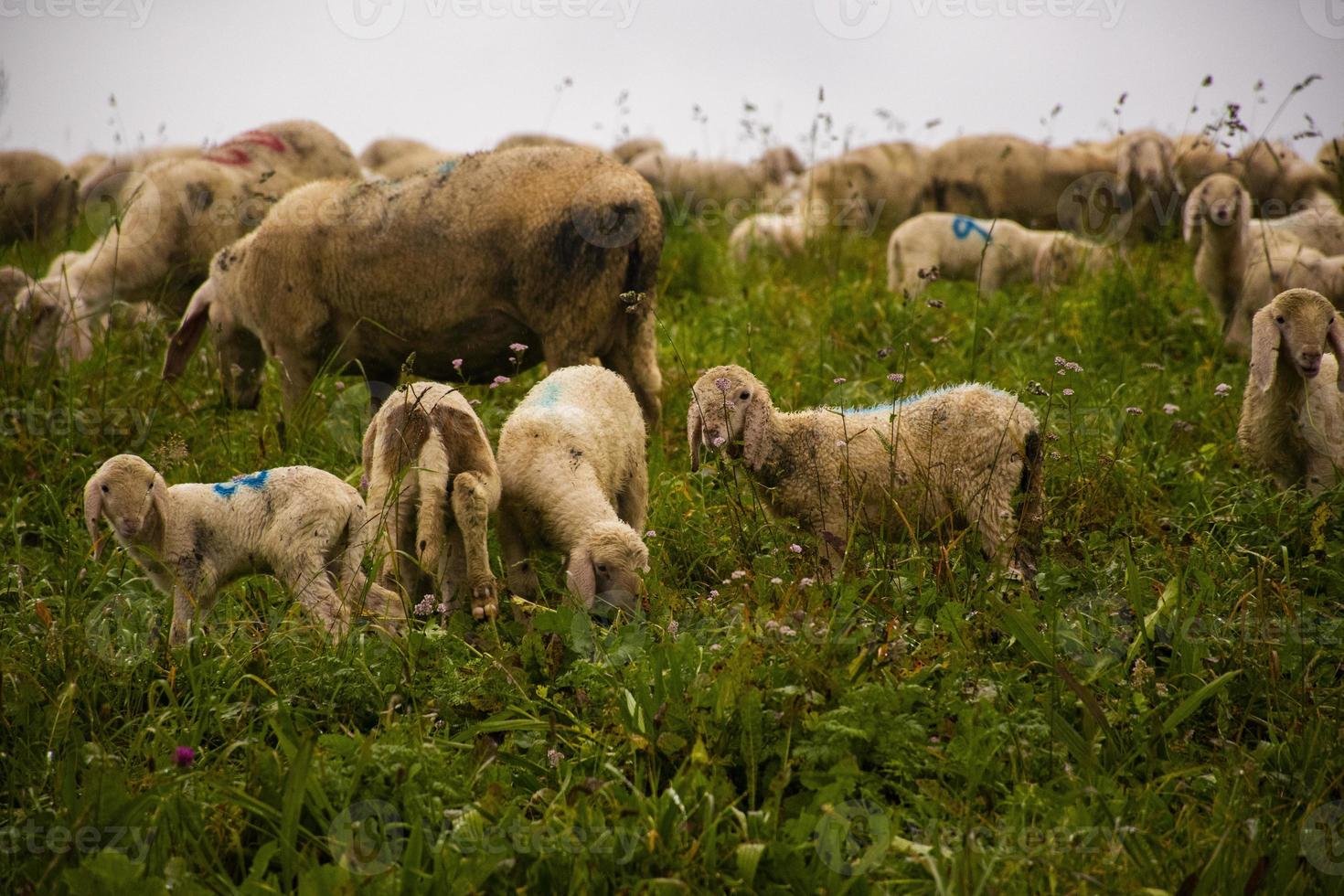 Grazing sheep in field photo