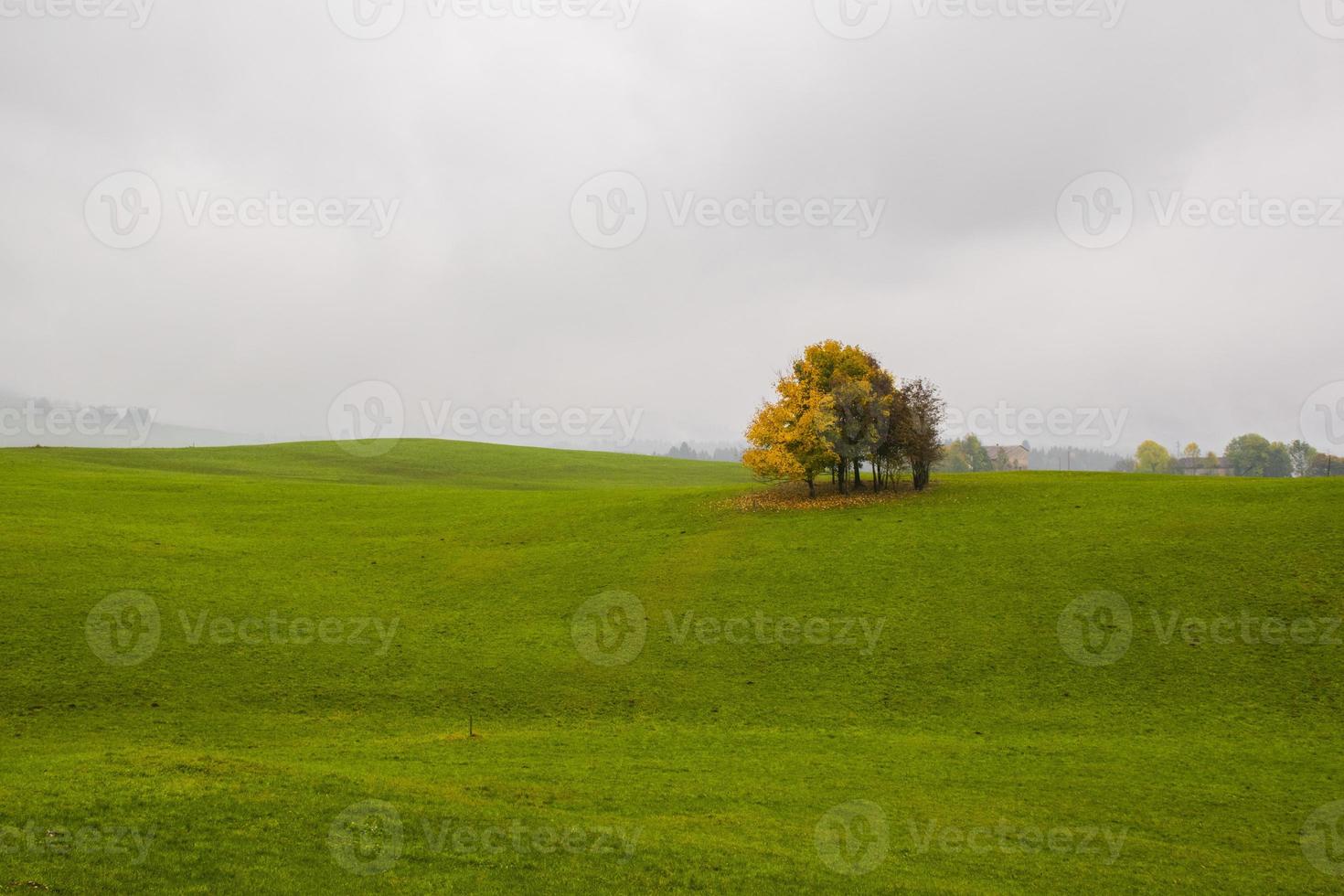 árboles y campo verde foto