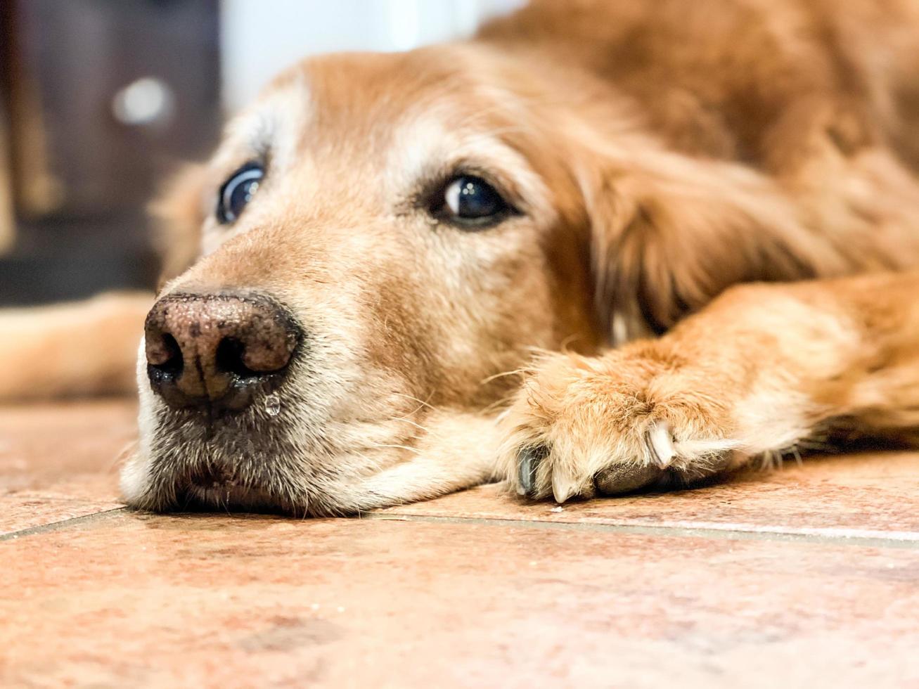 A single older Golden Retriever photo