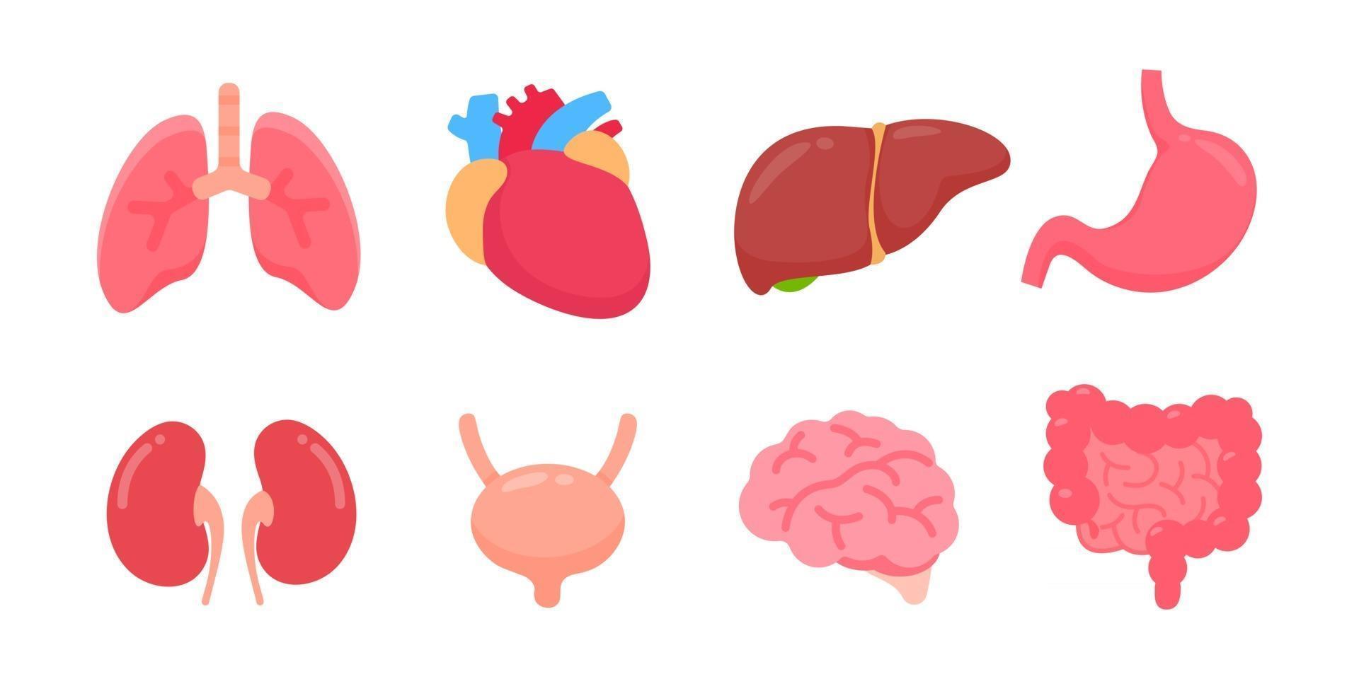 Vector human organs Human body internal parts Concept of study of body systems