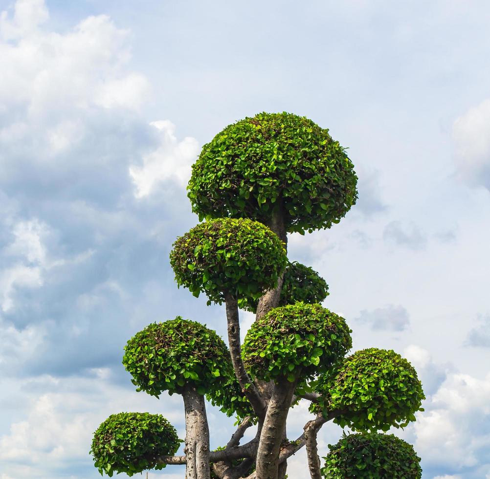 árbol ornamental para jardinería doméstica foto
