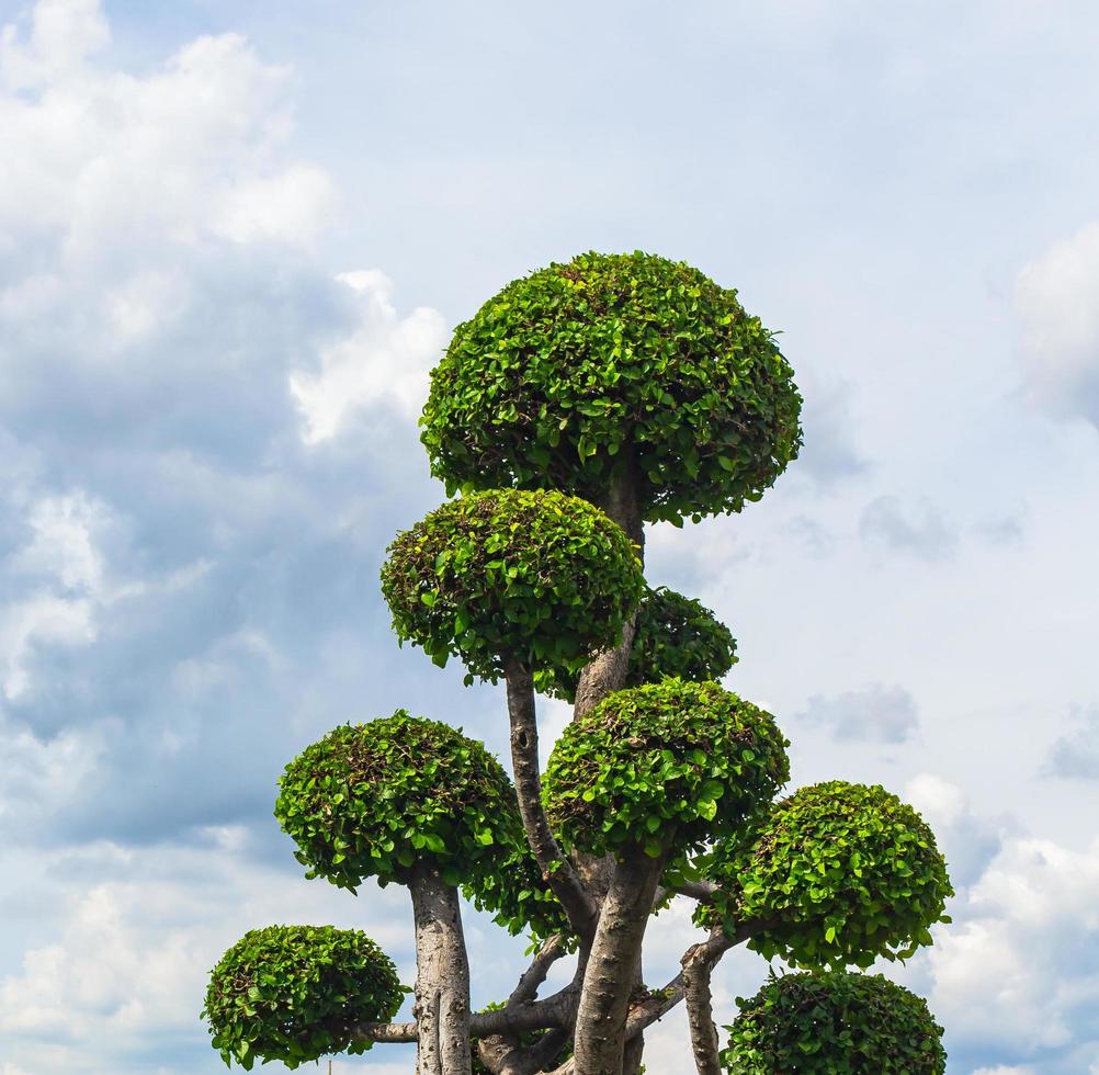 Ornamental tree for home gardening photo