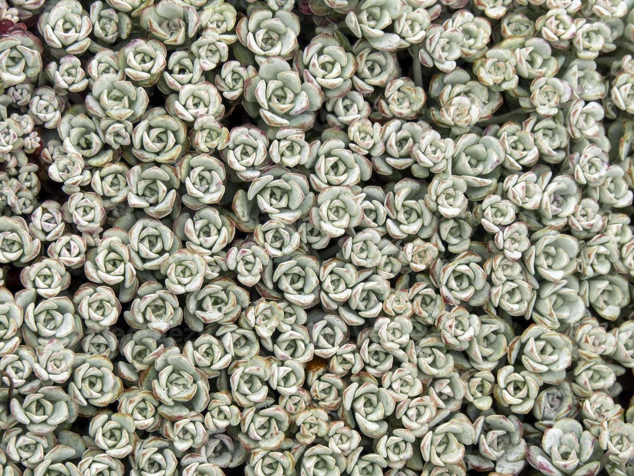 Sedum spathulifolium Cape Blanco plant seen from above photo