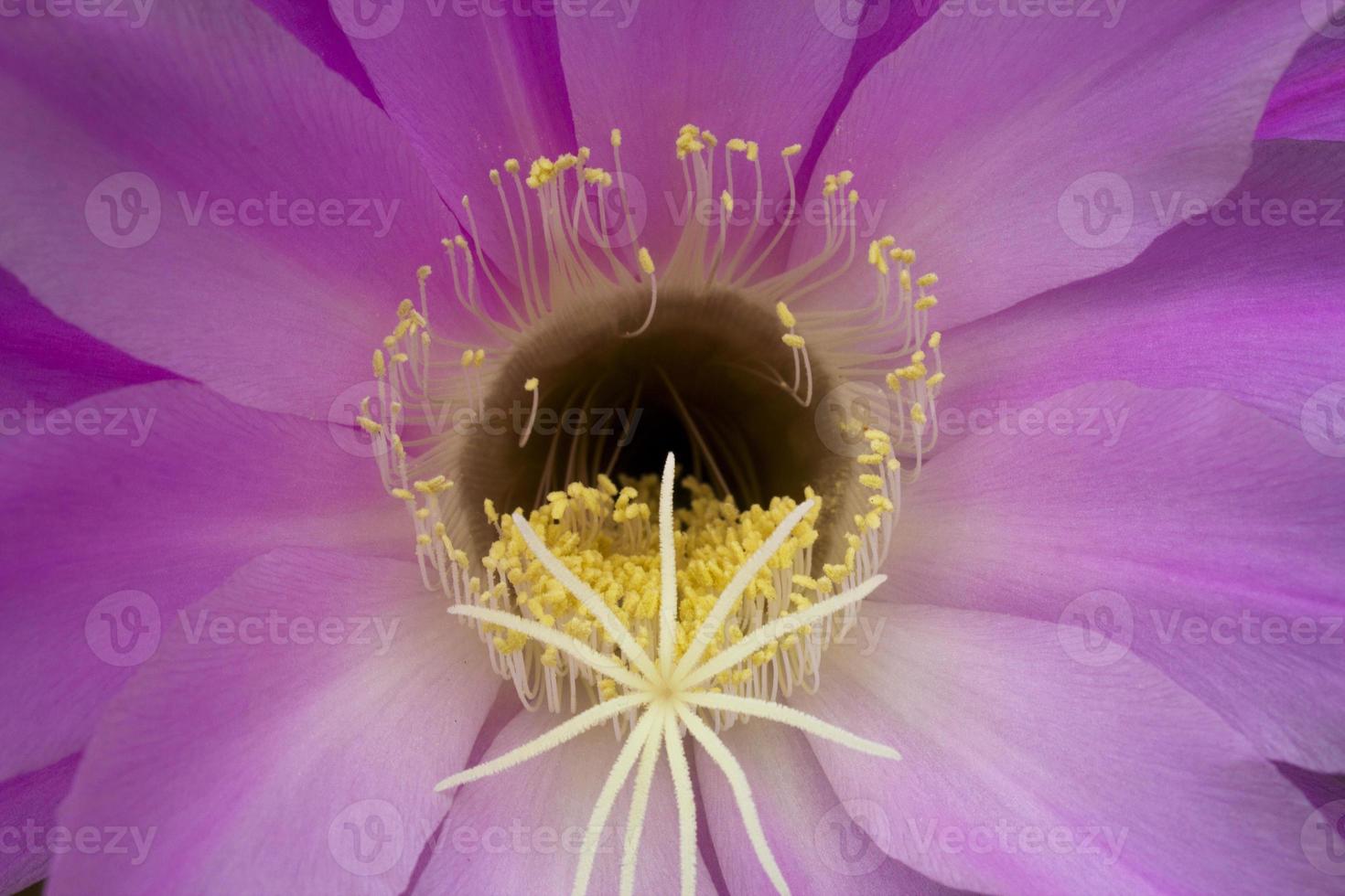 Macro flower and pollen photo