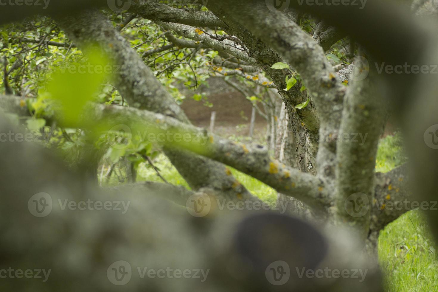 arboles y naturaleza foto