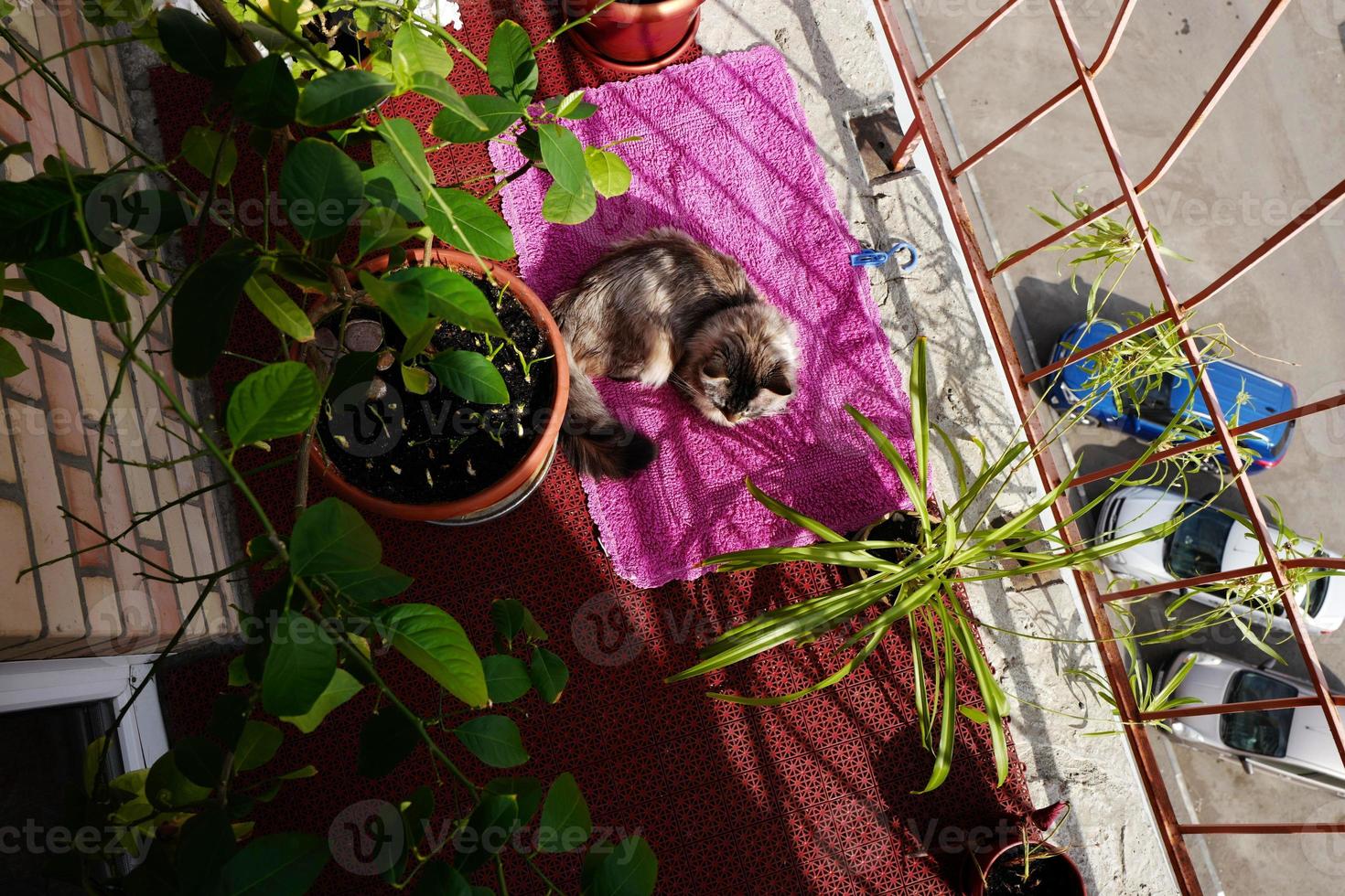 An open summer terrace with plants and a cat on a rug photo