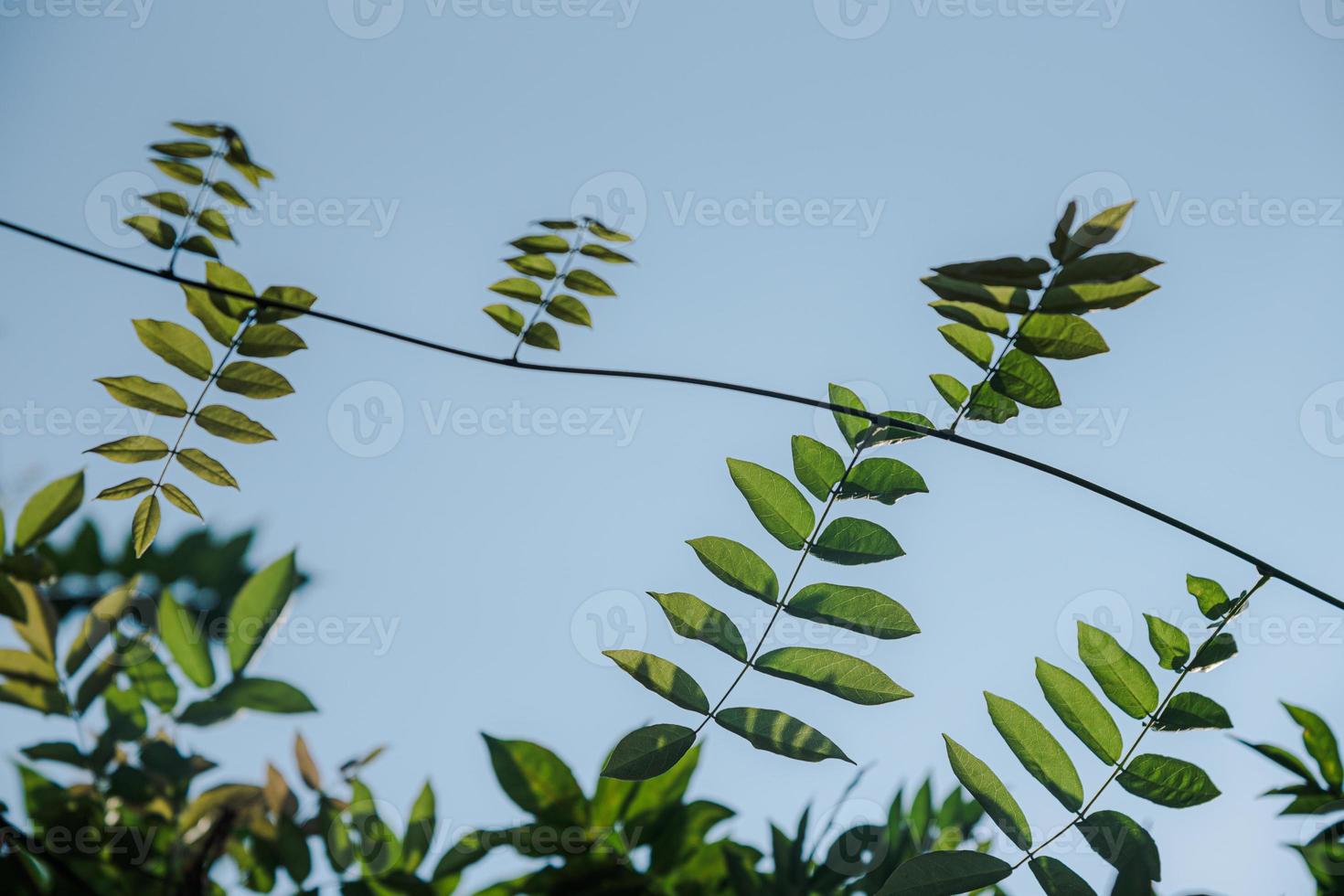 Pequeñas hojas de hiedra verde con fondo de cielo azul foto