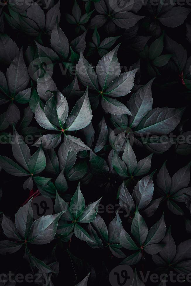 green plant leaves in the nature photo