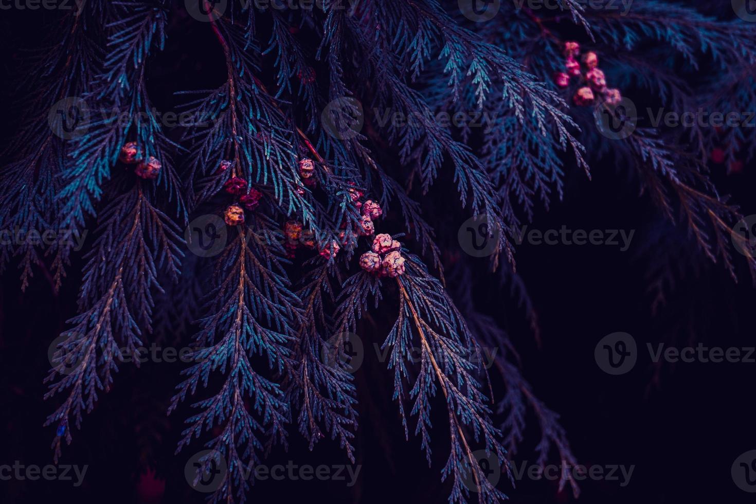 blue tree pine leaves in witer season photo