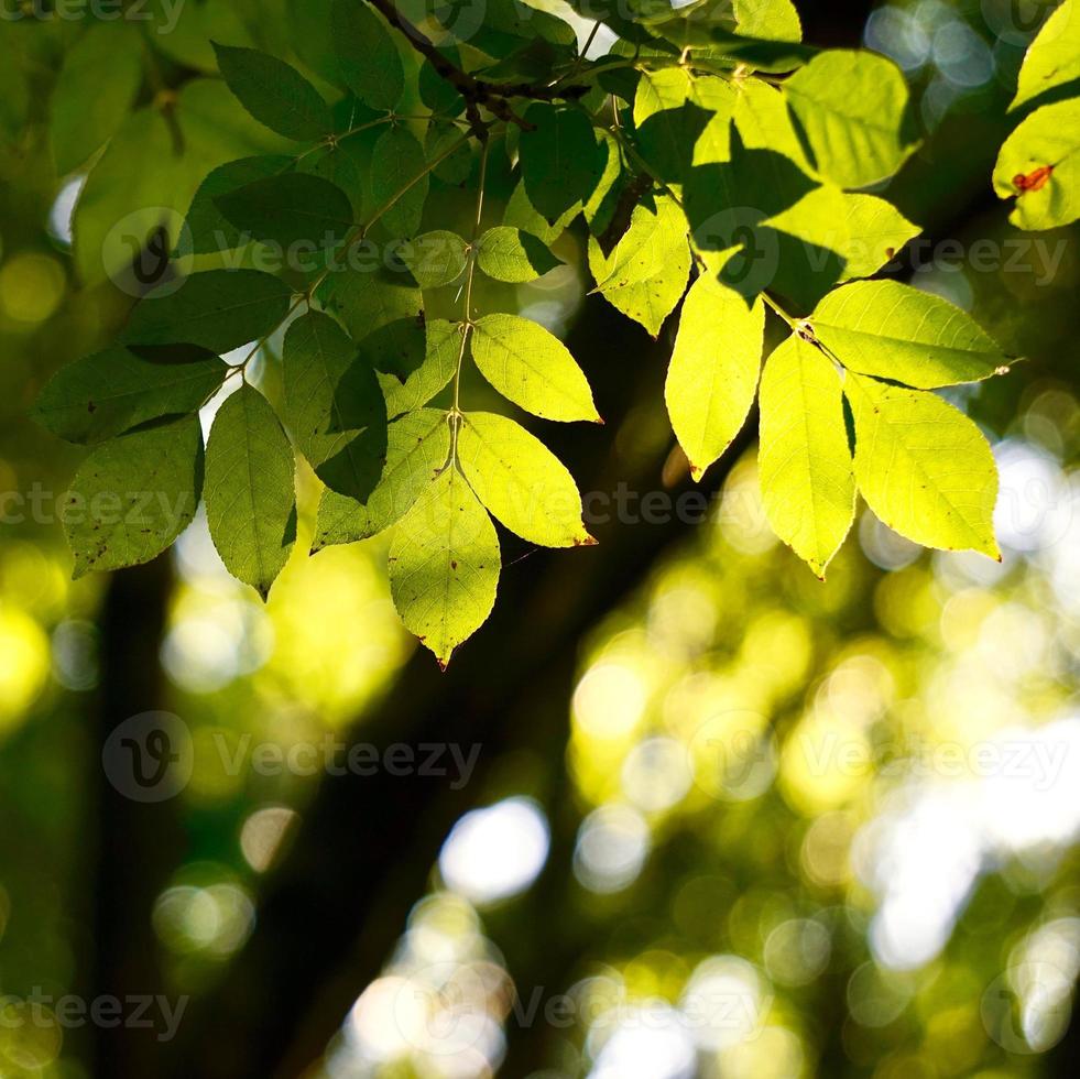 green tree leaves in springtime photo