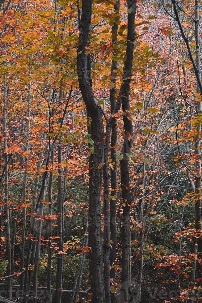 árboles con hojas rojas y marrones en la temporada de otoño foto