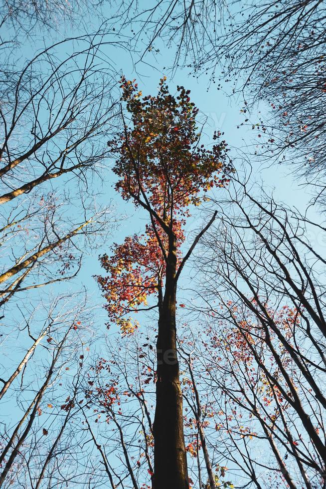 árboles con hojas rojas y marrones en la temporada de otoño foto