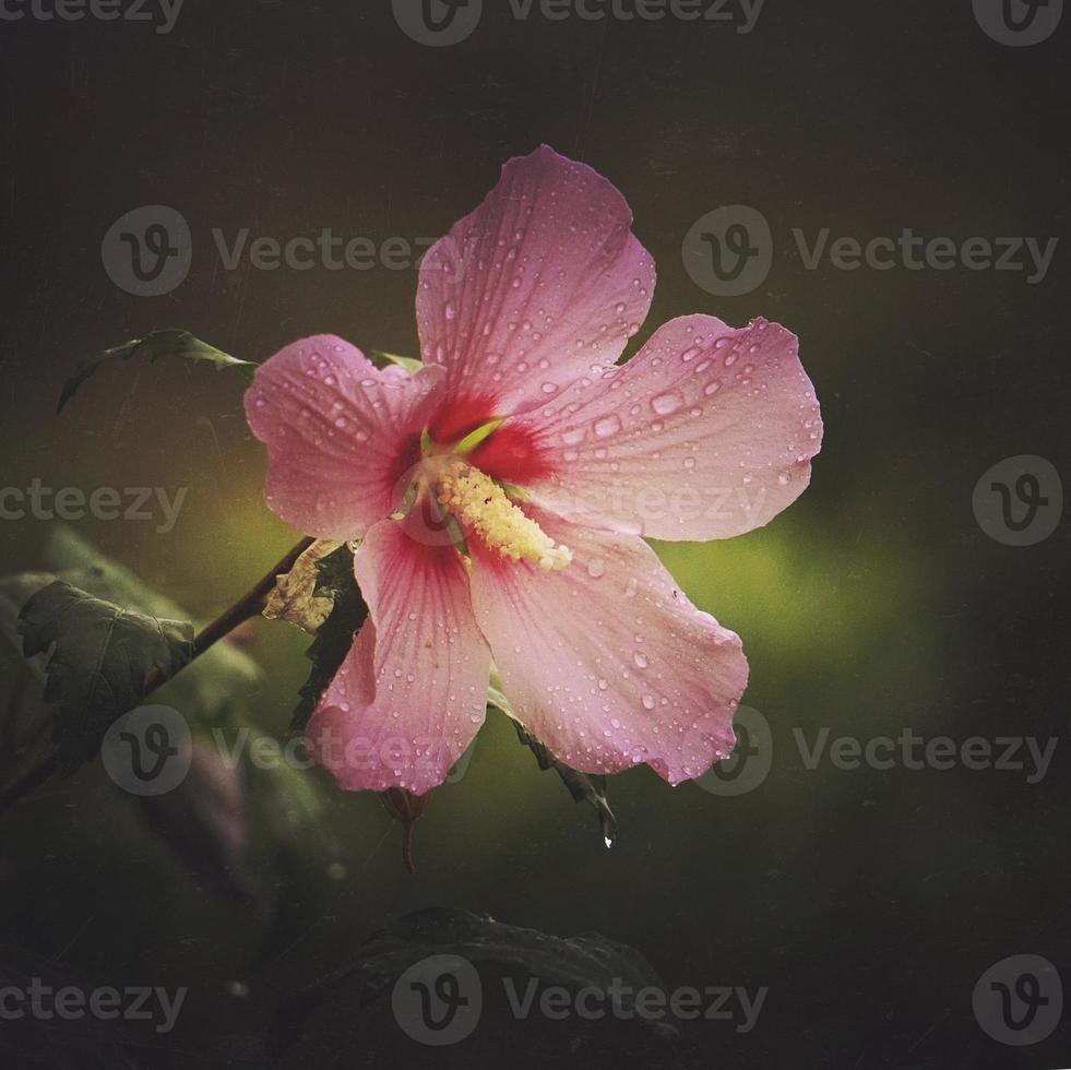 romantic pink flower in springtime photo