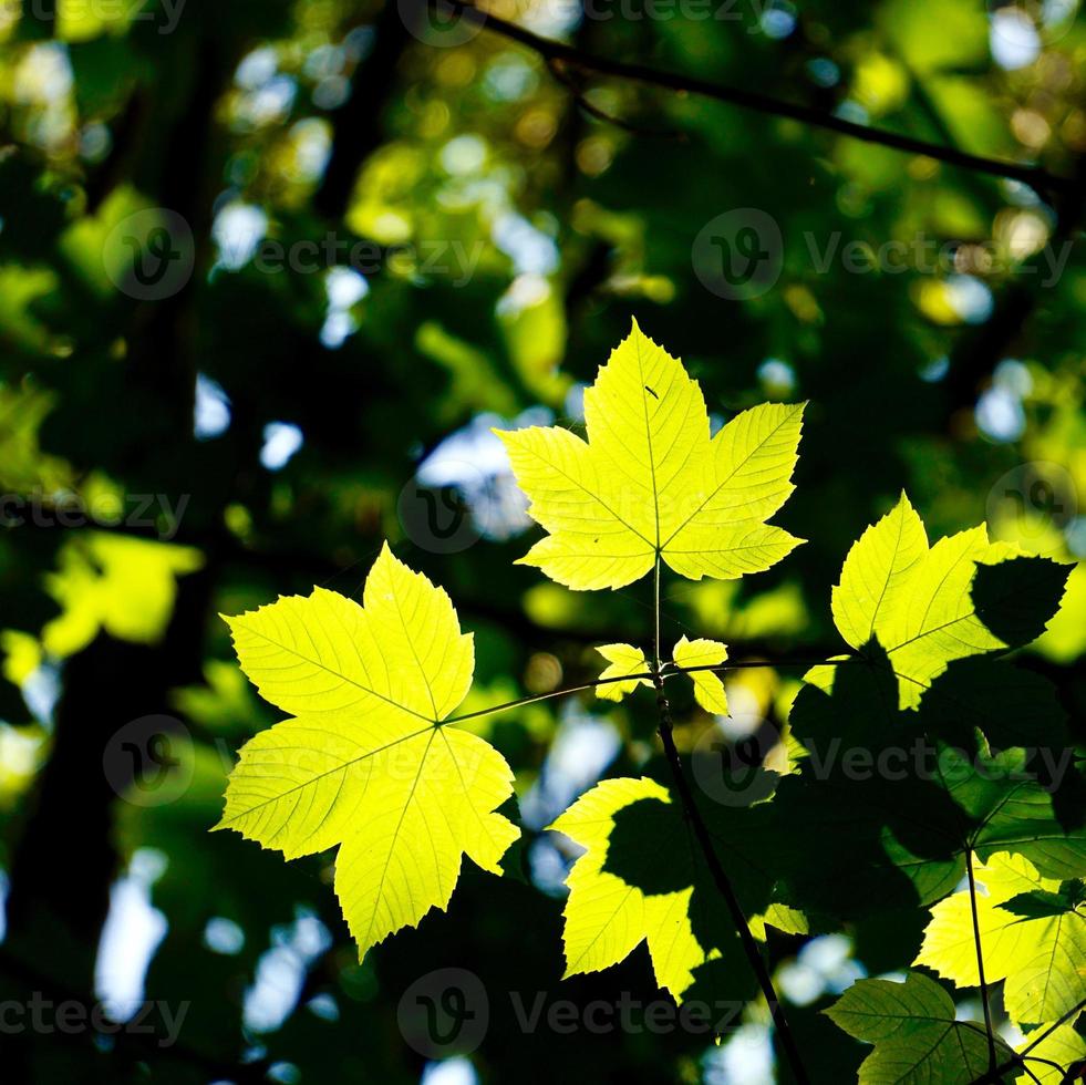 green tree leaves in springtime photo