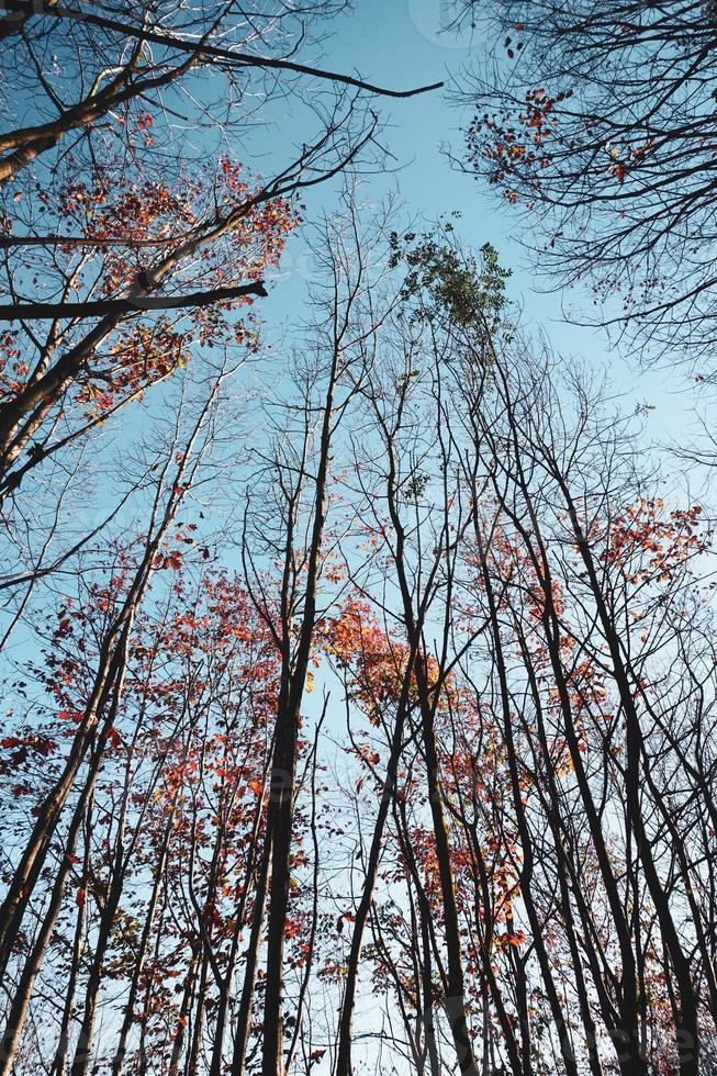 trees with red and brown leaves in autumn season photo