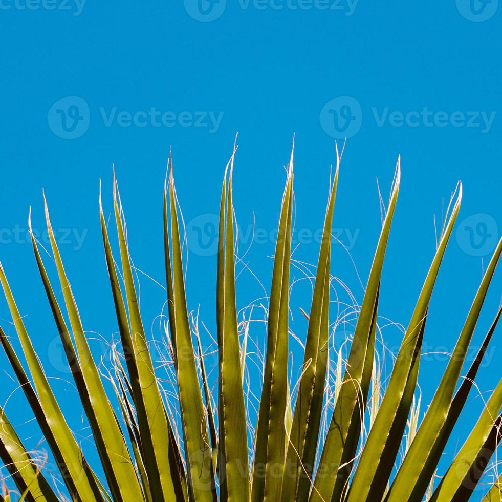 palm tree leaves and blue sky photo