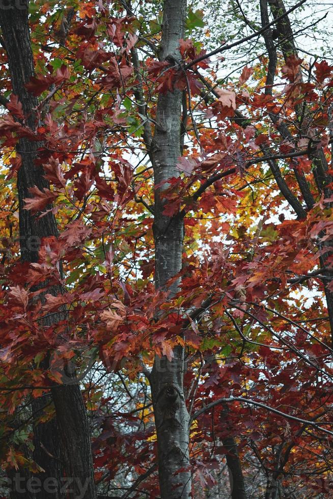 trees with red and brown leaves in autumn season photo