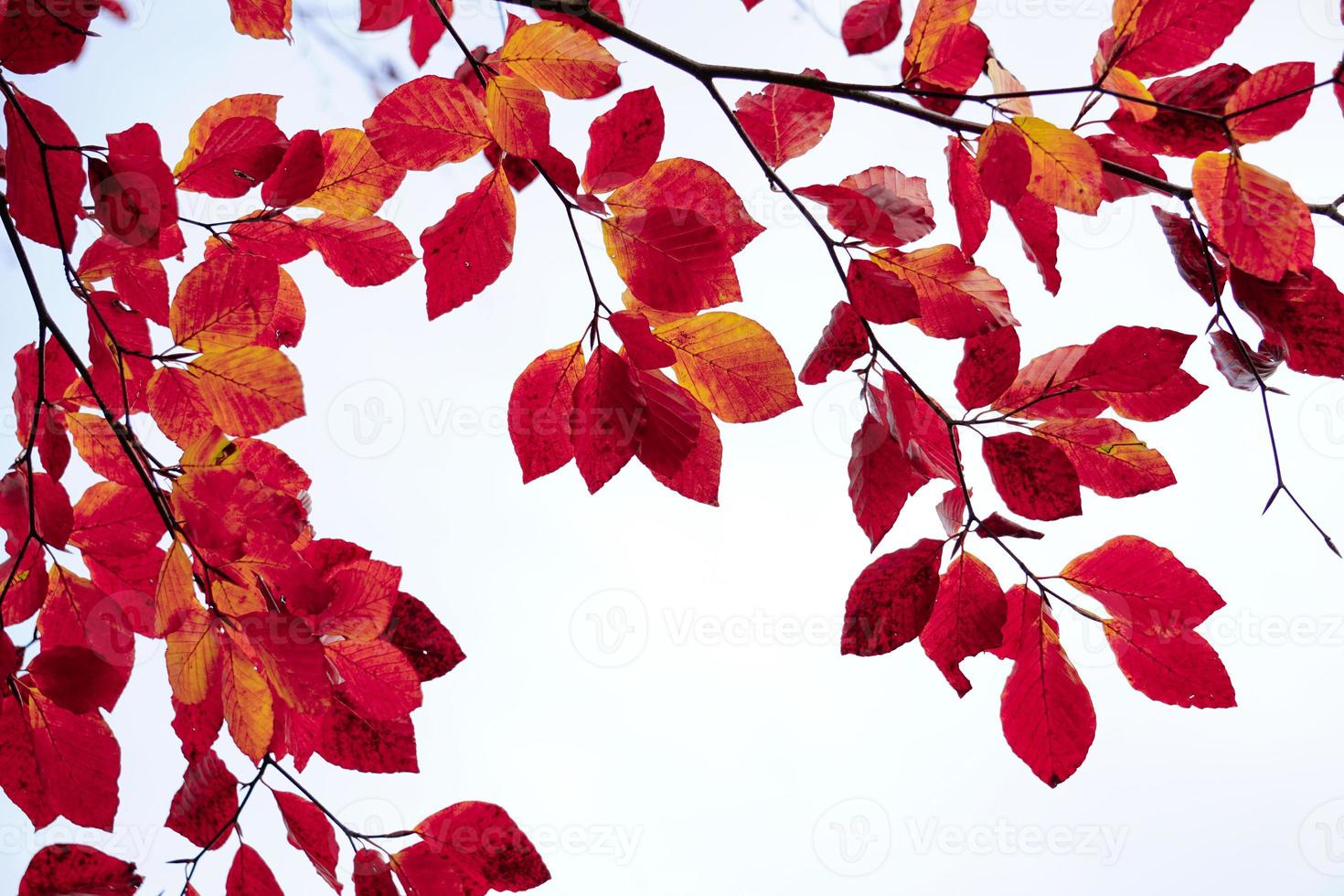 hojas de arbol rojo en la temporada de otoño foto
