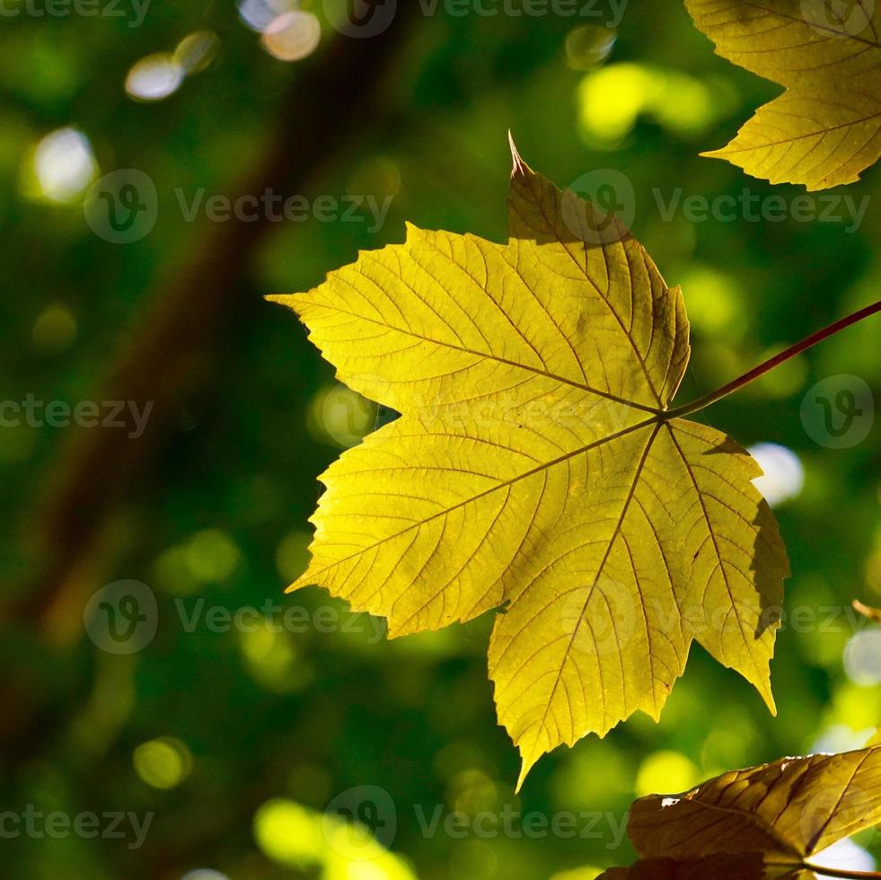 green tree leaves in springtime photo