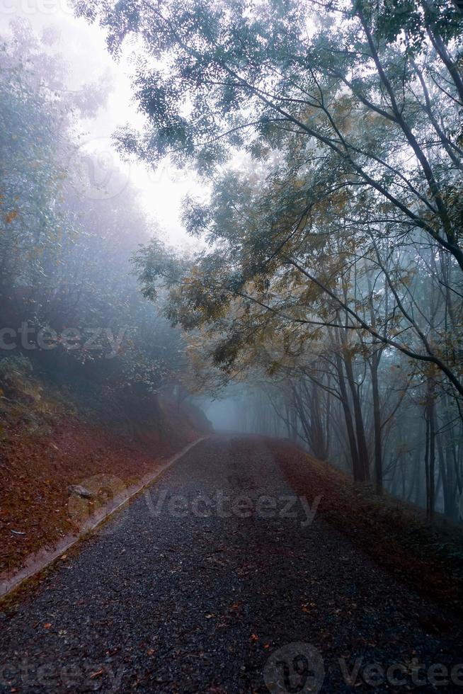 camino en la montaña con niebla en la temporada de otoño foto