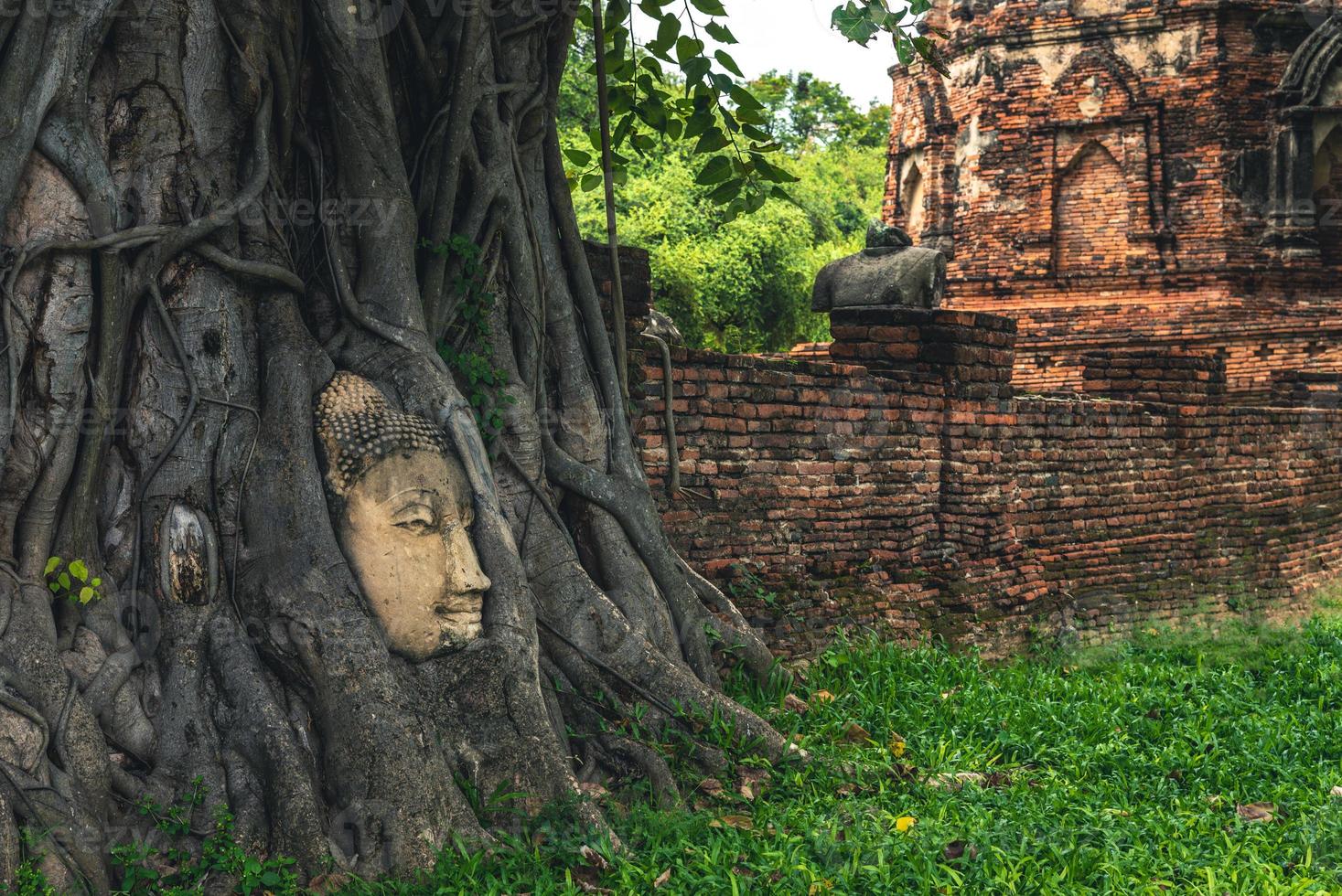 Buddha head embedded in a Banyan tree in Ayutthaya, Thailand photo