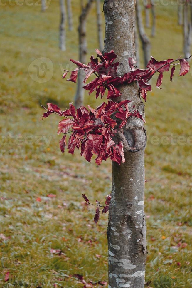 tronco de árbol con hojas marrones en la temporada de otoño foto