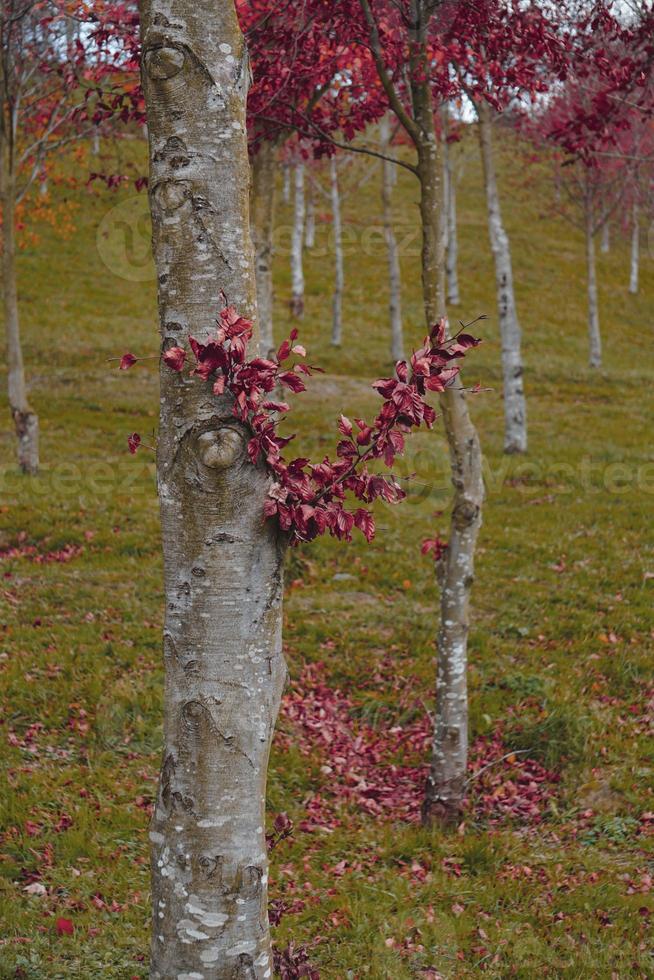 tree trunk with brown leaves in autumn season photo