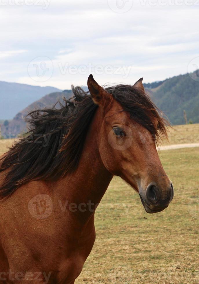 hermoso retrato de caballo marrón foto