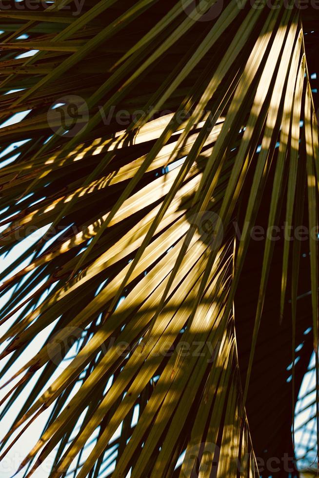 green plam tree leaves in springtime photo