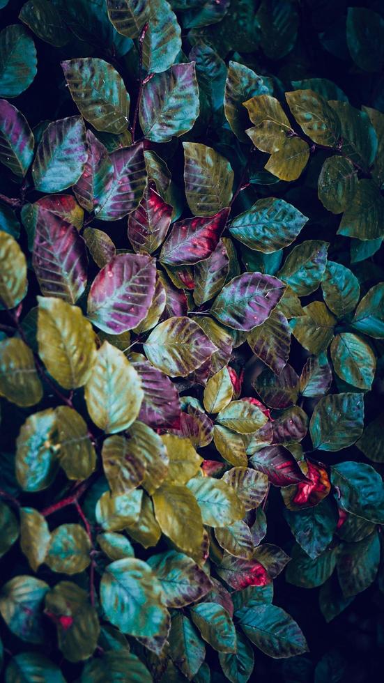 green tree leaves in spring season photo