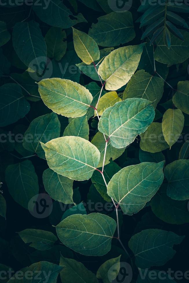 hojas de plantas verdes en primavera foto