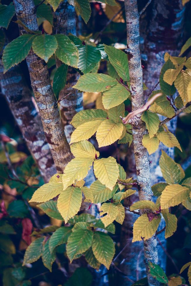 hojas de los árboles verdes en la temporada de primavera foto