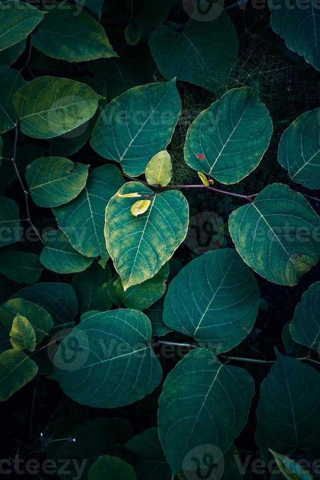 green plant leaves in springtime photo