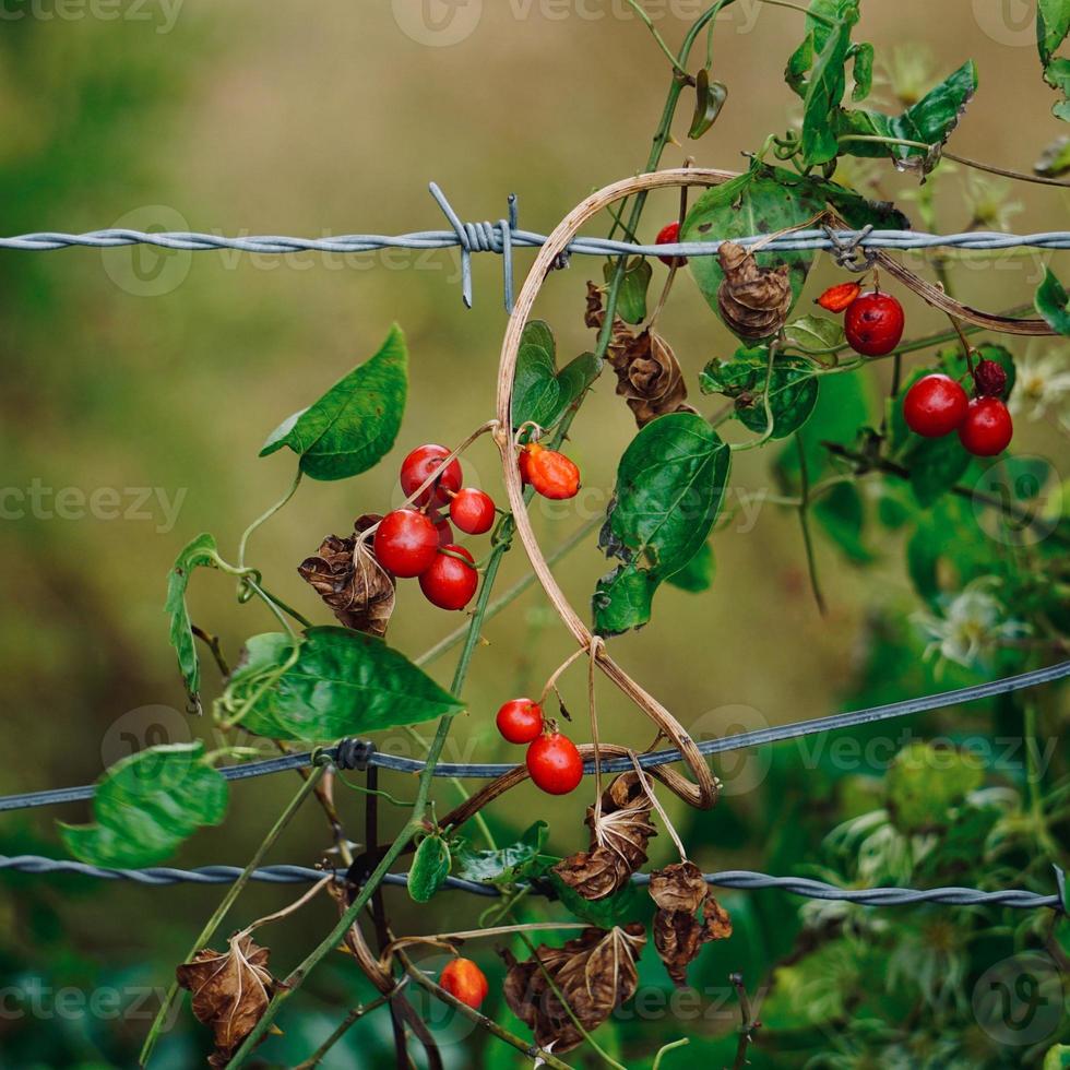 plants on the barbed wire fence photo