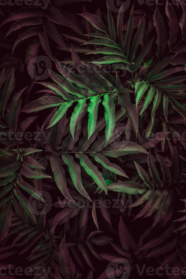 red and green plant leaves photo