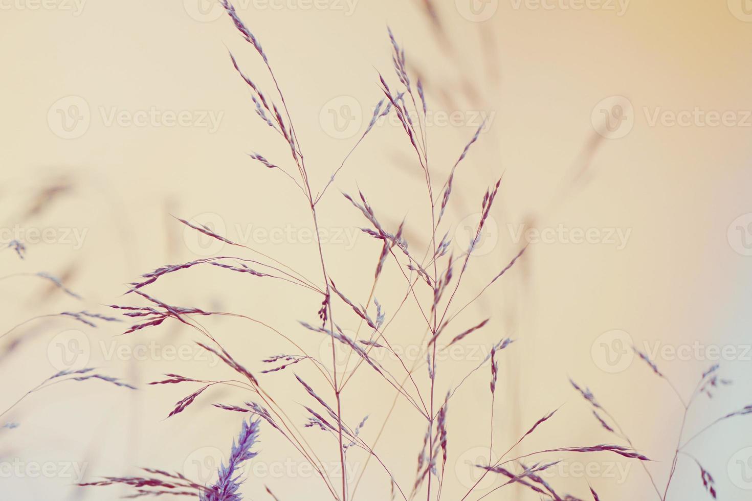 dry flower plants in the sunset photo