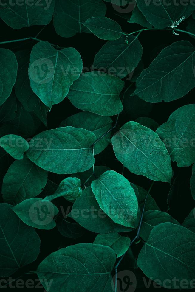 green plant leaves in springtime photo