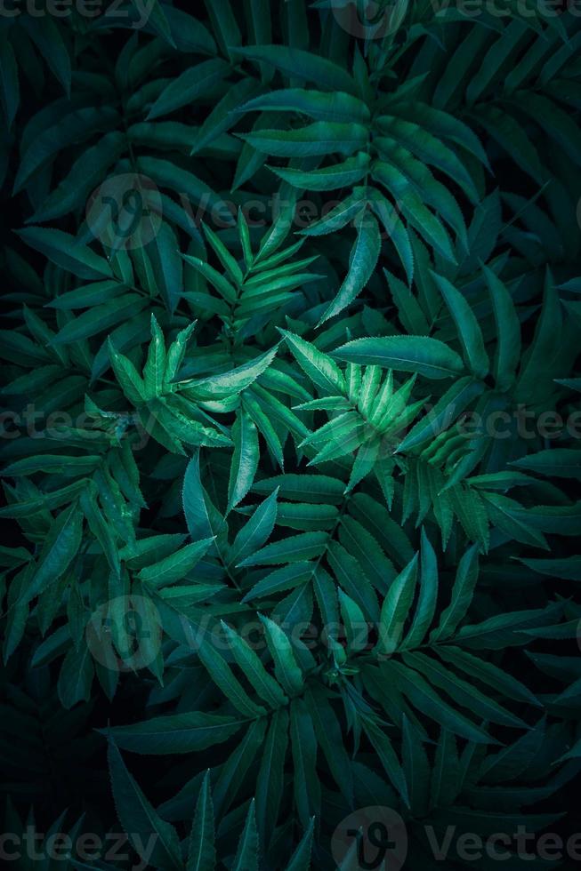 green plant leaves in springtime photo