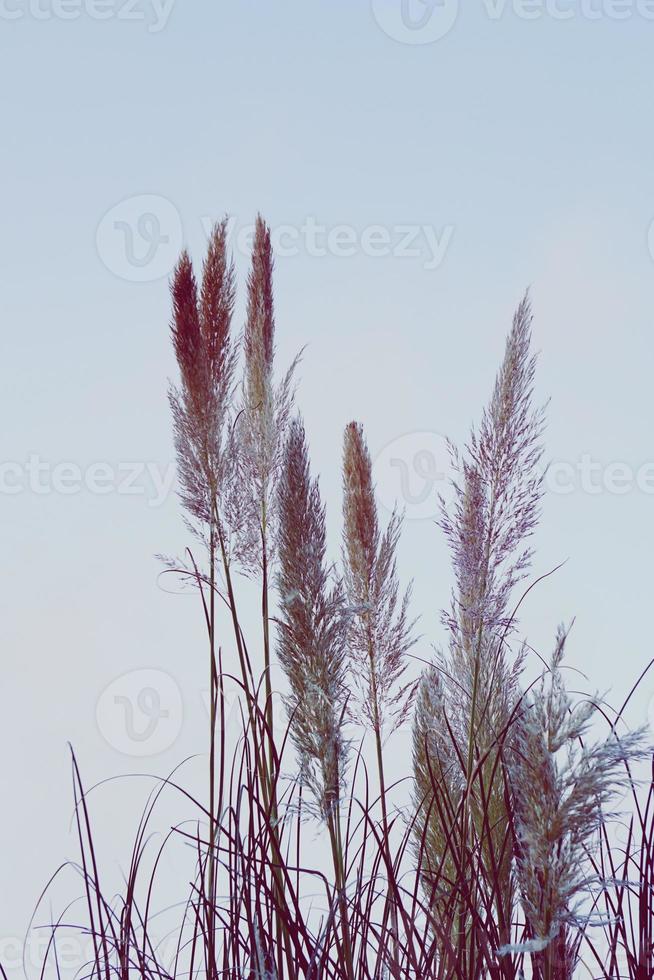 silueta de plantas de flor blanca foto