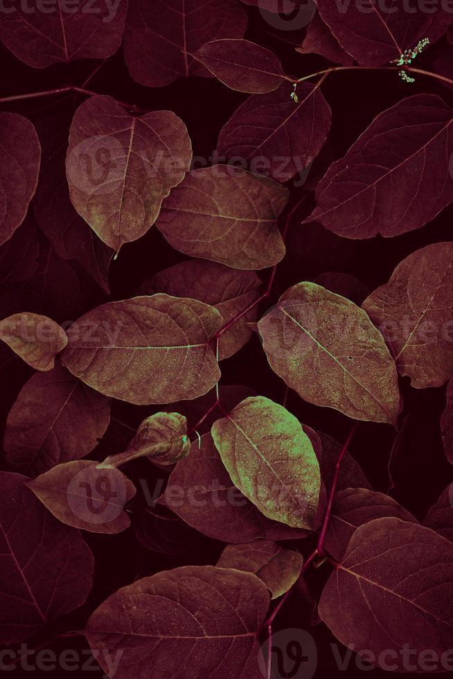 red and green plant leaves photo