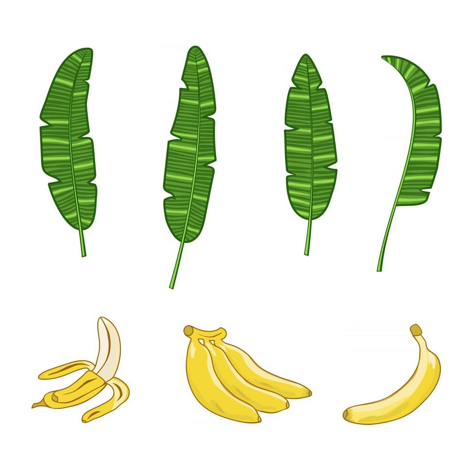 racimo de bananas y hojas de banano vector