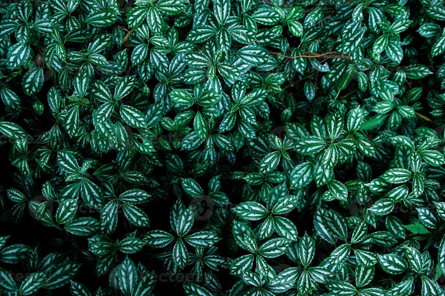 Leaves background pattern photo