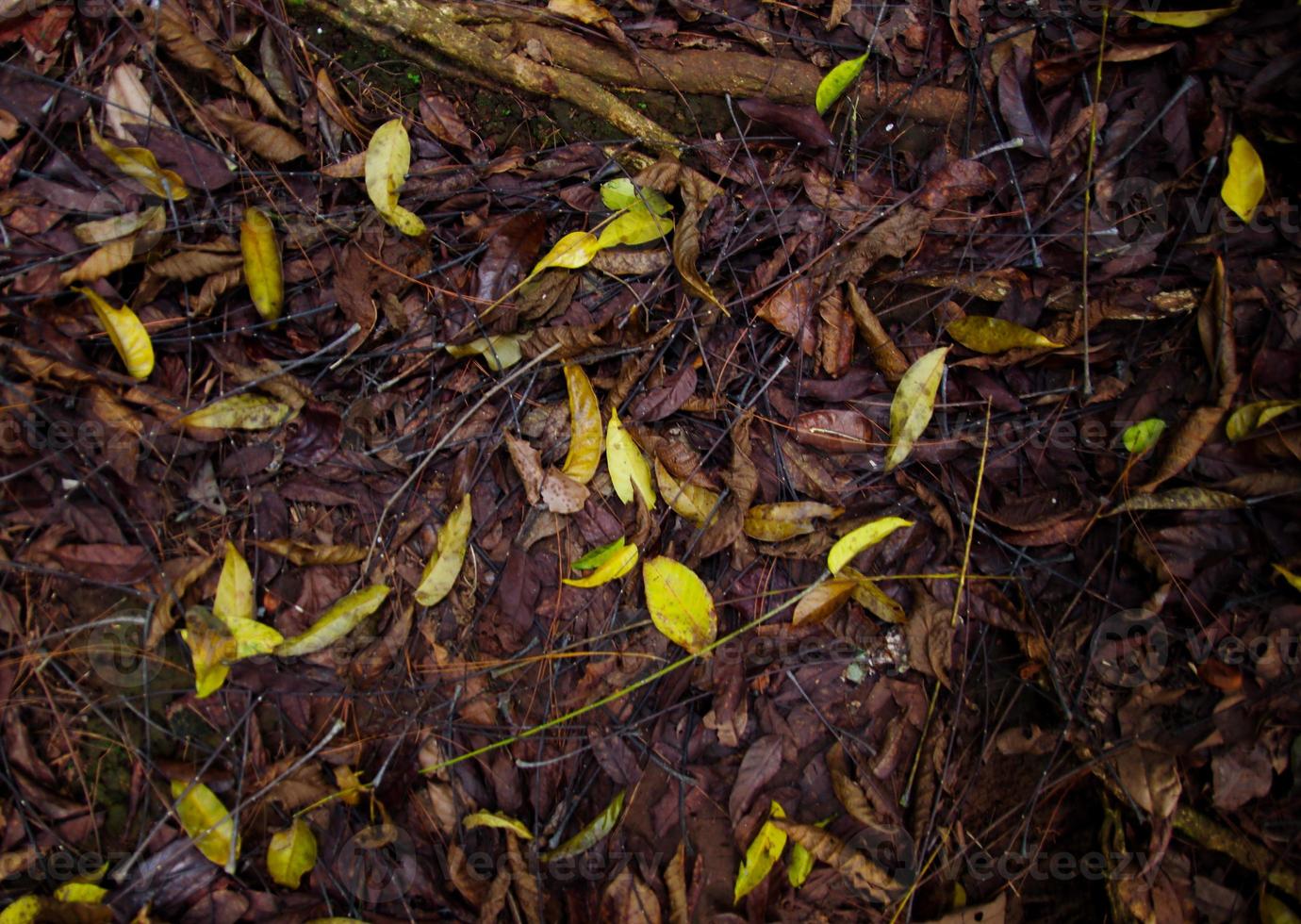 hojas del suelo de la jungla foto