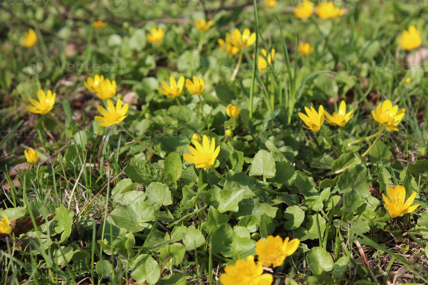 Green grass strewn with yellow flowers photo