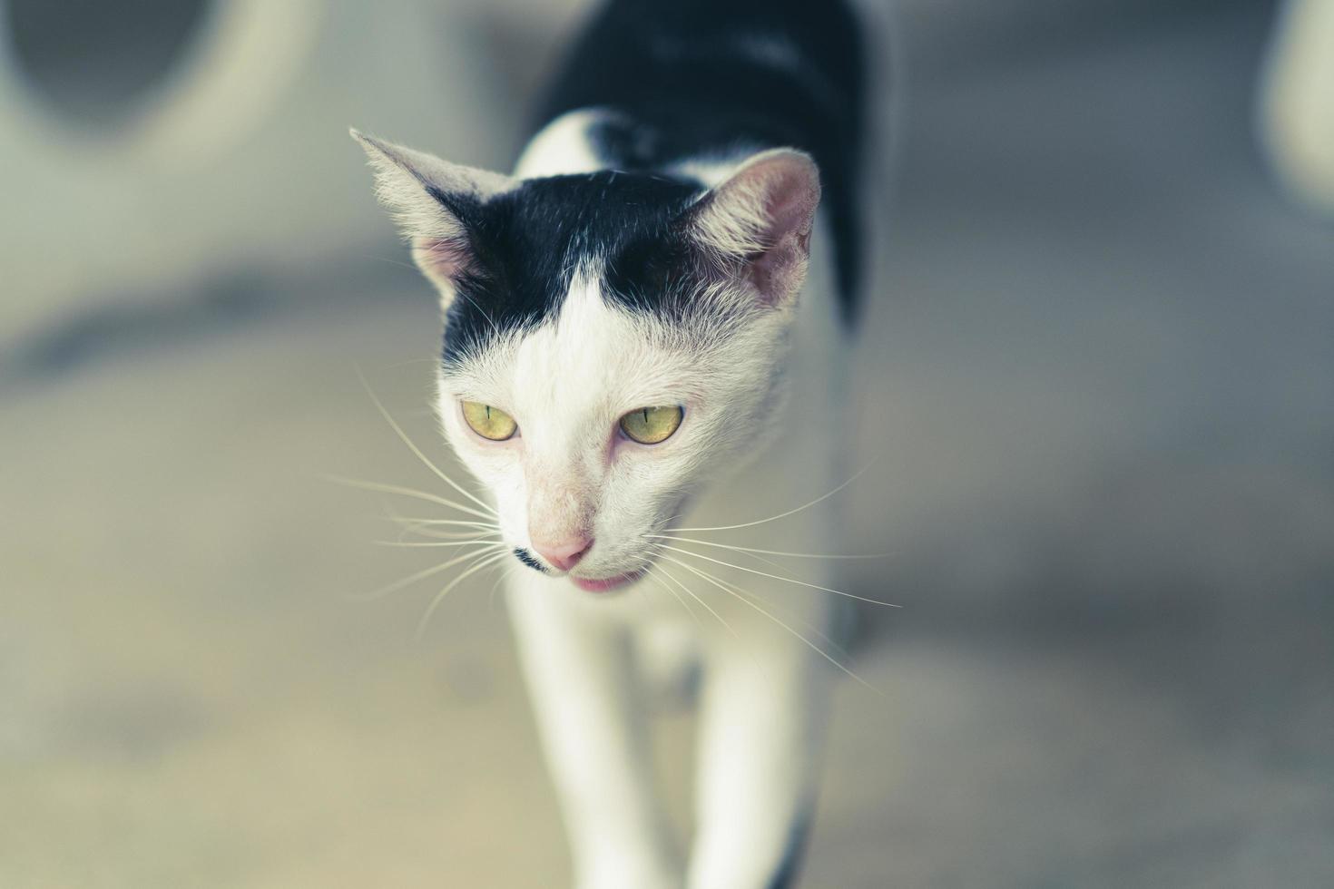 gato rayado blanco y negro foto