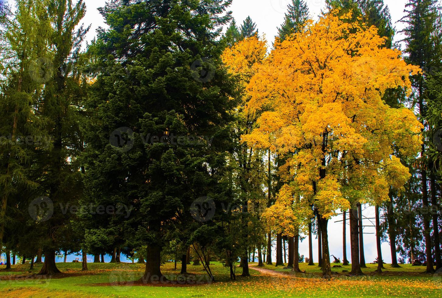 Gold and green trees photo
