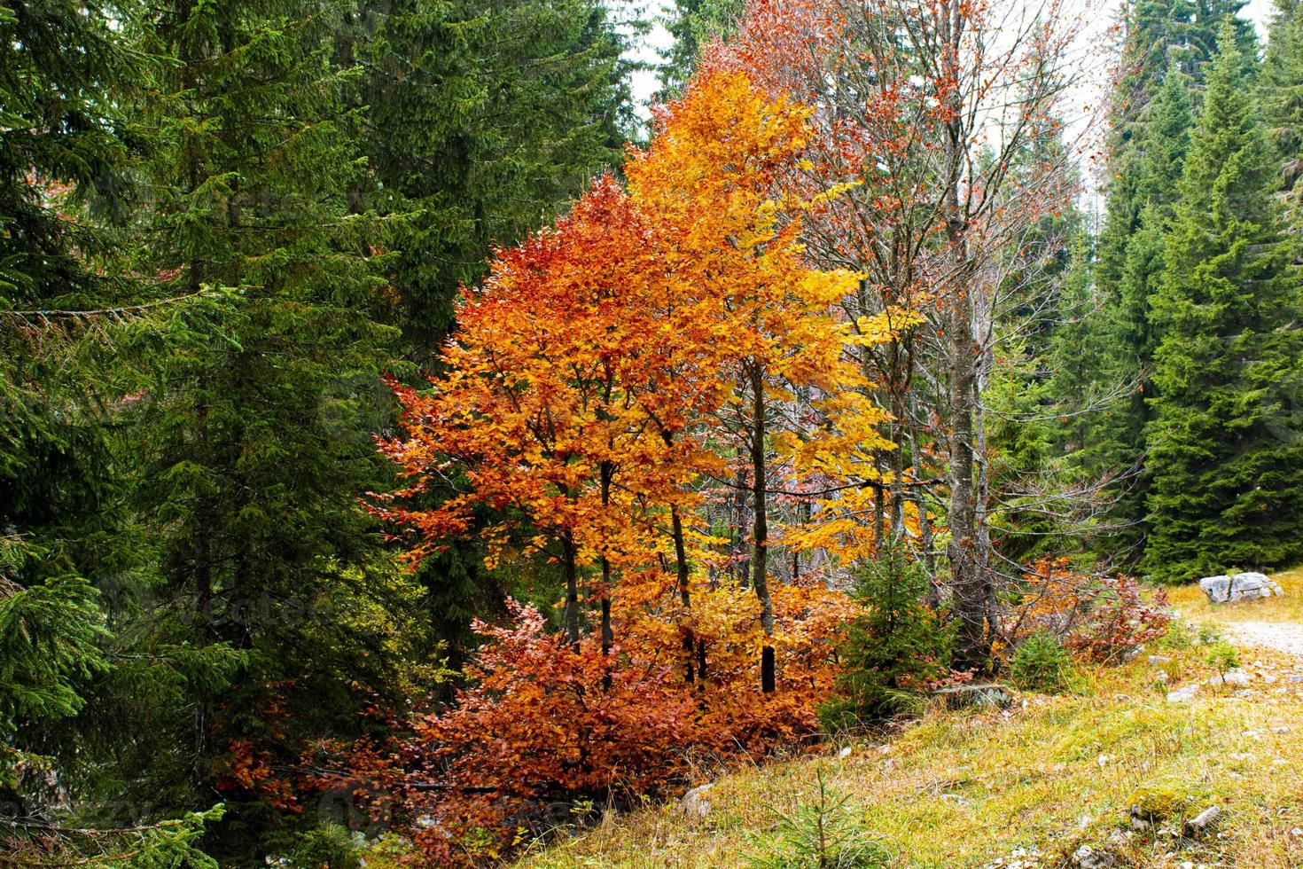 Autumn trees in Asiago photo